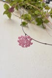 Hoya carnosa in bloom royalty free stock image Hoya carnosa in bloom royalty free stock image