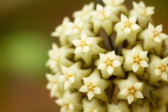 Hoya carnosa, hoa cẩm cù, Viet Nam royalty free stock photos Hoya carnosa, hoa cẩm cù, Viet Nam royalty free stock photos