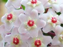 Hoya flowers stock photos Hoya flowers stock photos