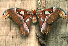Huge female of Atlas moth royalty free stock image Huge female of Atlas moth royalty free stock image