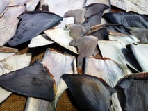 Huge number of shark fins