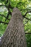 Huge Oak Tree Stock Image