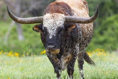 Huge wild Texas longhorn bull