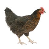 Huhn Huhn