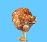 Huhn auf dem blauen Hintergrund lokalisiert, den Kopf unter dem Flügel versteckend, ein Nahaufnahmetier lizenzfreies stockbild Huhn auf dem blauen Hintergrund lokalisiert, den Kopf unter dem Flügel versteckend, ein Nahaufnahmetier lizenzfreies stockbild