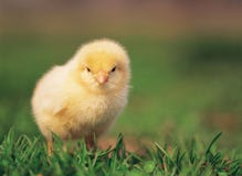 Huhn auf Gras Huhn auf Gras