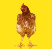 Huhn, das auf dem gelben Hintergrund lokalisiert, ein Nahaufnahmetier aufwirft stockfotografie Huhn, das auf dem gelben Hintergrund lokalisiert, ein Nahaufnahmetier aufwirft stockfotografie