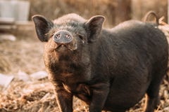 Huishouden een Kleine Zwarte Lucht van Varkenssnuifjes in Landbouwbedrijf Het varken die is bewerken stock afbeeldingen Huishouden een Kleine Zwarte Lucht van Varkenssnuifjes in Landbouwbedrijf Het varken die is bewerken stock afbeeldingen