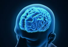 Humain Brain Anatomy illustration de vecteur Humain Brain Anatomy illustration de vecteur