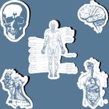 Human Anatomy Royalty Free Stock Photos Human Anatomy Royalty Free Stock Photos
