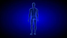 Human Anatomy Body 3D Scan render on blue background.- rotating seamless loop