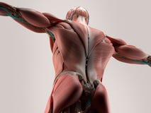 Human anatomy detail of shoulder. Bone structure on plain studio background.Human anatomy detail of back,spine. Muscle. On plain s royalty free illustration Human anatomy detail of shoulder. Bone structure on plain studio background.Human anatomy detail of back,spine. Muscle. On plain s royalty free illustration