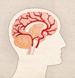 Human Anatomy drawing - Profile Head with BRAIN Arteries vector illustration Human Anatomy drawing - Profile Head with BRAIN Arteries vector illustration