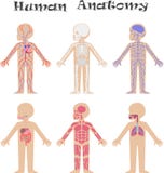 Human anatomy for kids royalty free illustration Human anatomy for kids royalty free illustration