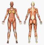Human Anatomy - Muscle System - Female stock illustration Human Anatomy - Muscle System - Female stock illustration