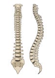 Human Anatomy Spine System