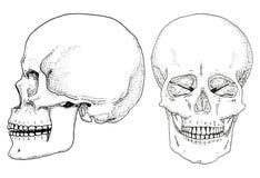 Human biology, anatomy illustration. engraved hand drawn in old sketch and vintage style. skull or skeleton silhouette royalty free illustration Human biology, anatomy illustration. engraved hand drawn in old sketch and vintage style. skull or skeleton silhouette royalty free illustration