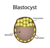 Human blastocyst. The structure of the blastocyst. Vector illustration on background vector illustration Human blastocyst. The structure of the blastocyst. Vector illustration on background vector illustration
