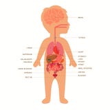 Human body anatomy, child