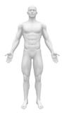 Blank Anatomy Figure - Front view