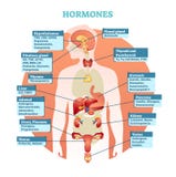 Human body hormones vector illustration diagram, human organ collection. Educational medical information.