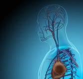 The human body (organs) by X-rays on blue background royalty free illustration The human body (organs) by X-rays on blue background royalty free illustration