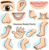 Human body parts - Vector Illustration