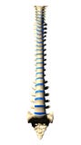 Spine Vertebrae - Anterior view / Front view stock illustration Spine Vertebrae - Anterior view / Front view stock illustration