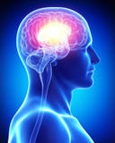 Human brain royalty free illustration Human brain royalty free illustration