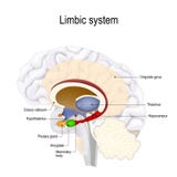 Human brain. limbic system