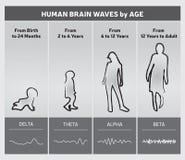 Human Brain Waves by Age Chart Diagram - People Silhouettes Stock Image Human Brain Waves by Age Chart Diagram - People Silhouettes Stock Image