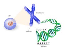 Human cell, chromosome and telomere royalty free illustration Human cell, chromosome and telomere royalty free illustration