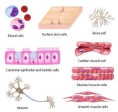 Human cell collection royalty free illustration Human cell collection royalty free illustration