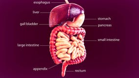 3d illustration of human body digestive system stock illustration 3d illustration of human body digestive system stock illustration