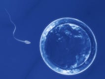 Human egg with sperm