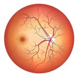 Human eye anatomy, retina detailed illustration