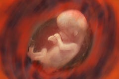 Human Fetus in the Womb - Pregnancy