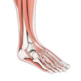 Human Foot Muscles Anatomy royalty free illustration Human Foot Muscles Anatomy royalty free illustration