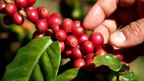 Human hand pick up fresh organic red raw and ripe coffee cherry beans.