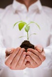 Human hands holding young spring sprout stock photography Human hands holding young spring sprout stock photography