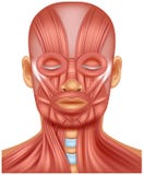 Human head muscle illustration vector illustration Human head muscle illustration vector illustration