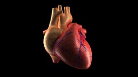 Human Heart Beat - ALPHA