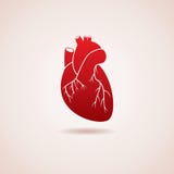 vector human heart icon