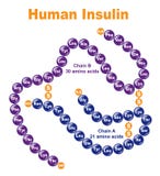 Human Insulin.