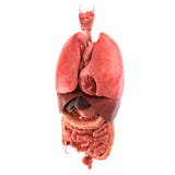 Human internal organs Anatomically accurate render
