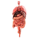 Human internal organs Anatomically accurate render