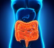 Human Intestine Anatomy vector illustration Human Intestine Anatomy vector illustration