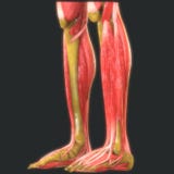 Human Leg Joints With Muscles Anatomy royalty free illustration Human Leg Joints With Muscles Anatomy royalty free illustration