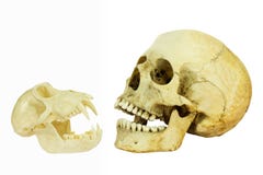 Human and monkey skull opposite of each other Royalty Free Stock Images Human and monkey skull opposite of each other Royalty Free Stock Images