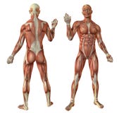 Human muscles anatomy